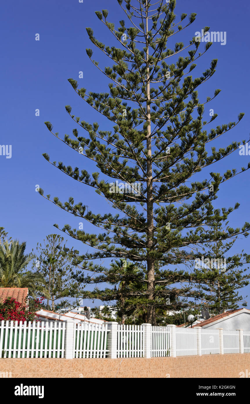 Norfolk Island pine (Araucaria heterophylla) Stock Photo