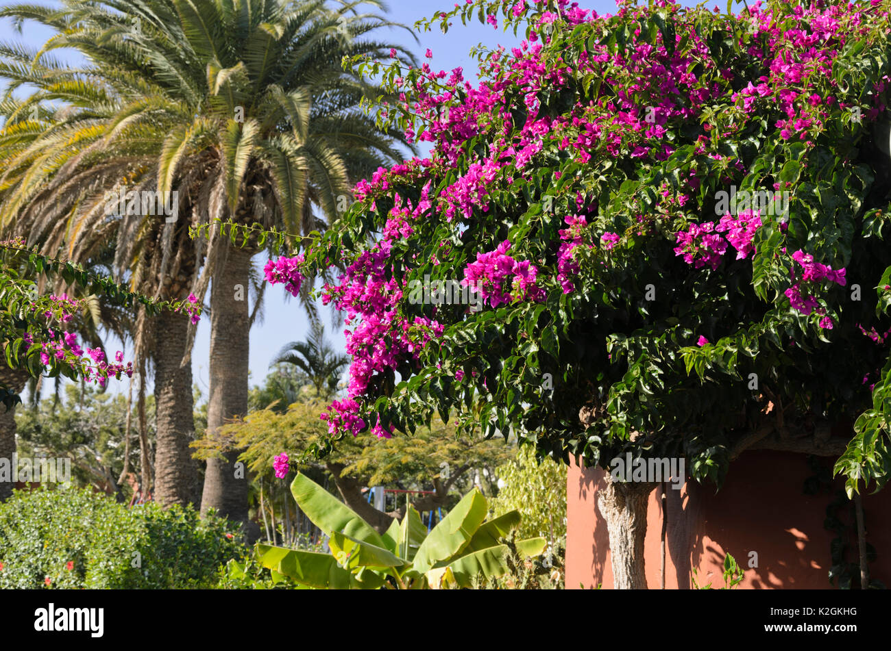 Bougainvillea Stock Photo