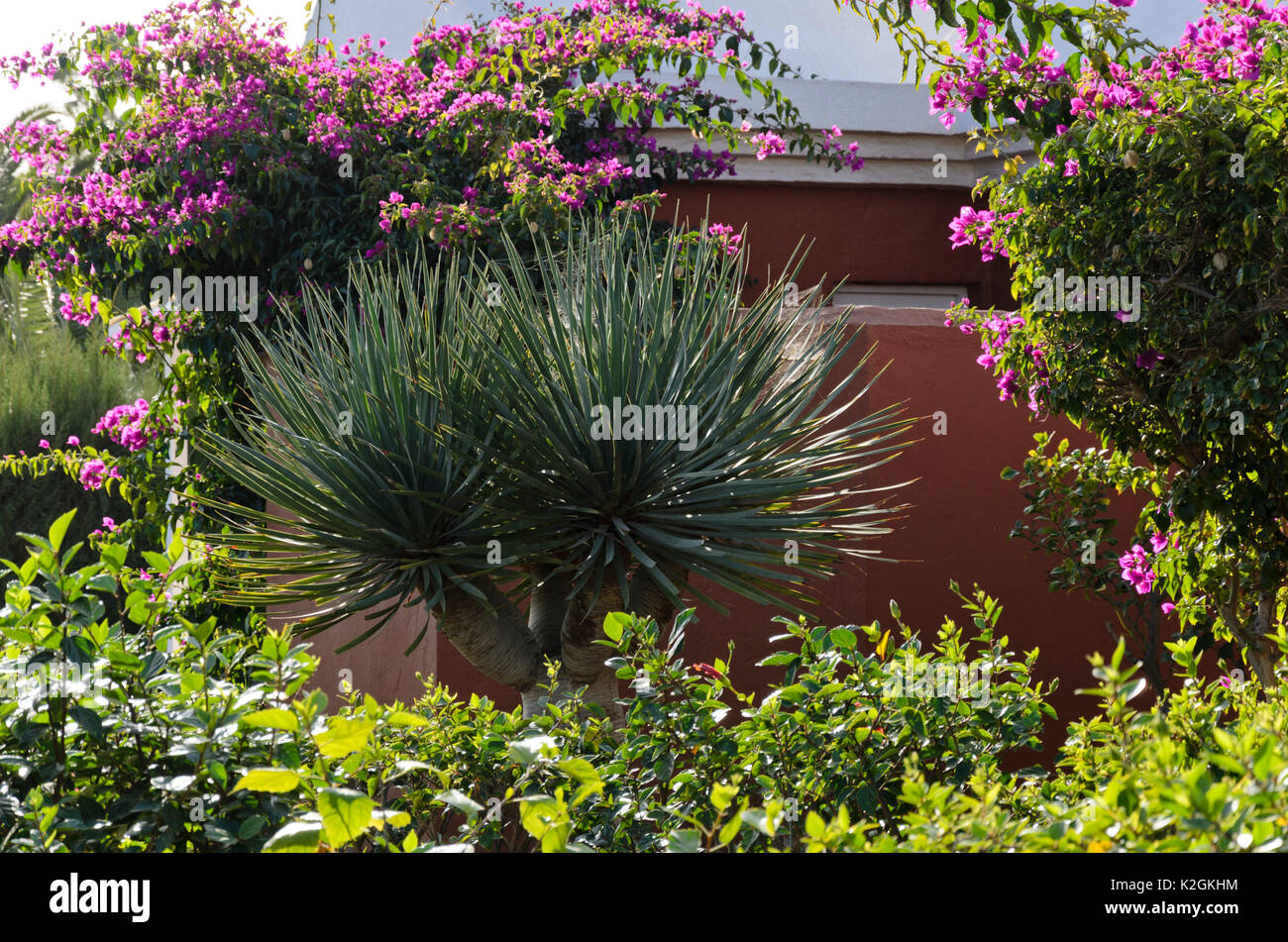 Canary Islands dragon tree (Dracaena draco) and Bougainvillea Stock Photo