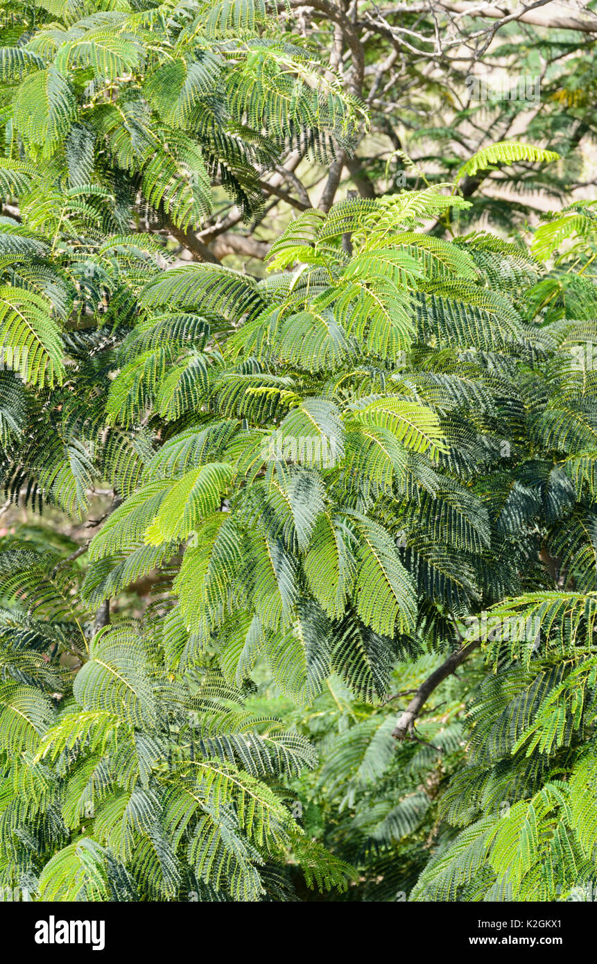 Pride of Barbados (Caesalpinia pulcherrima) Stock Photo