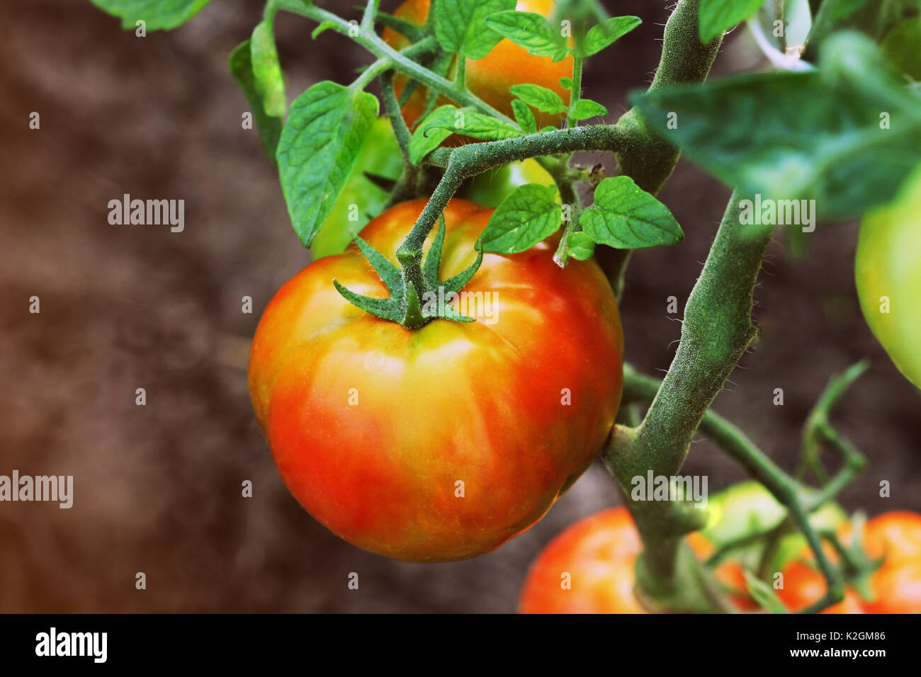 Ripe organic red tomatoes in garden ready to harvest Stock Photo - Alamy