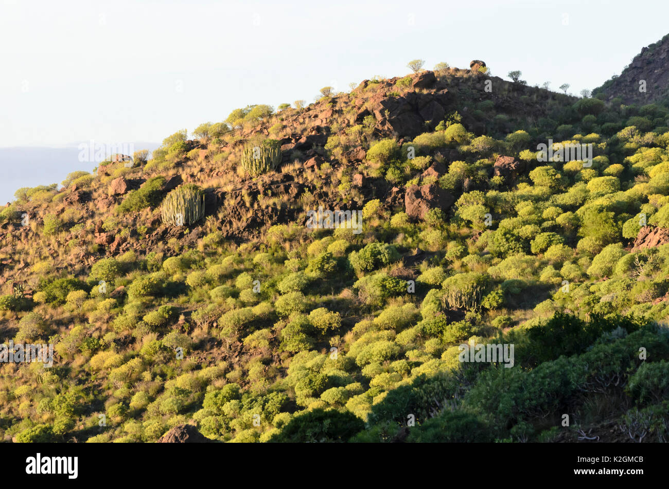 Hillside with spurges (Euphorbia), Gran Canaria, Spain Stock Photo