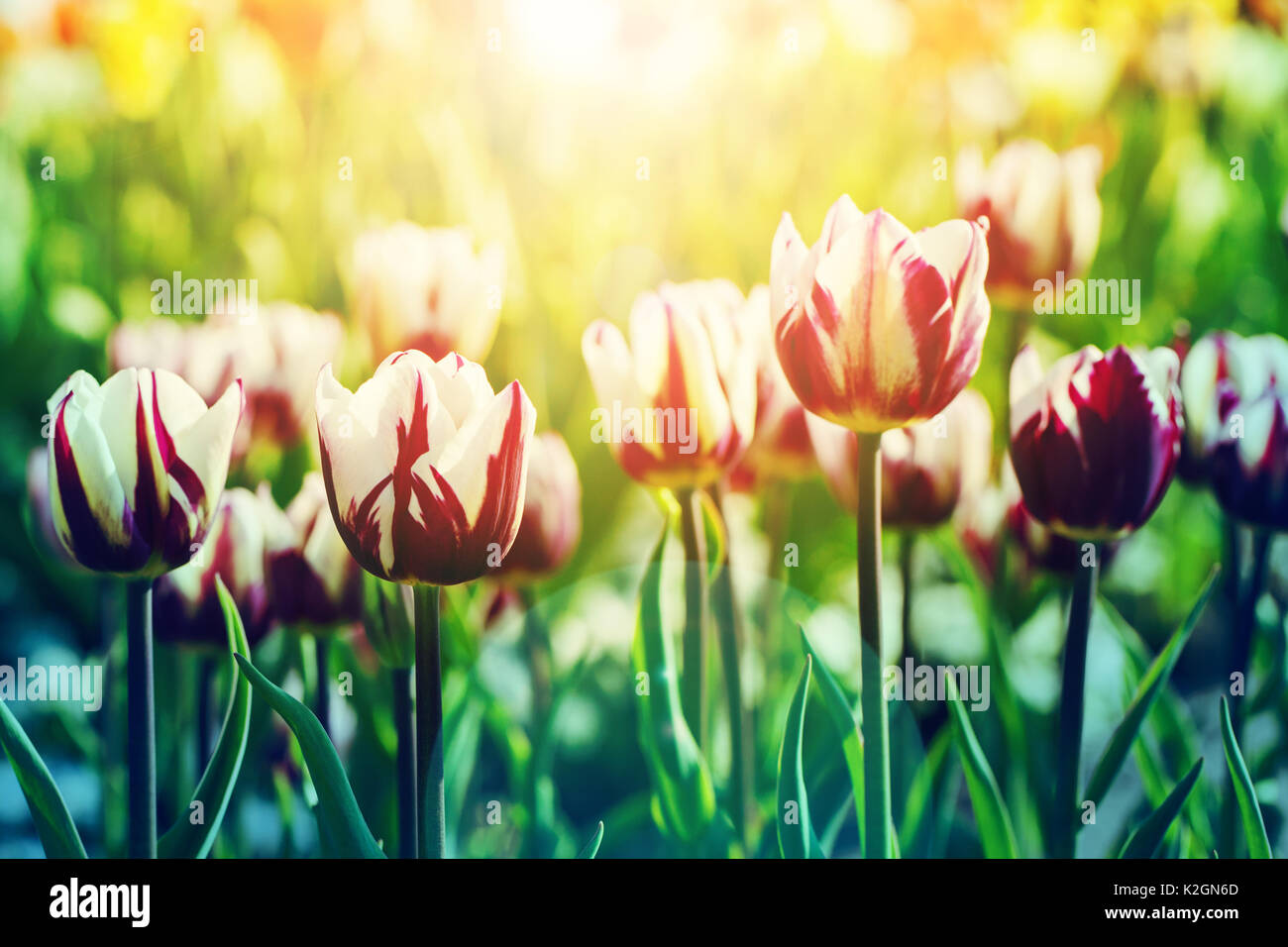 Beatiful background of tulips flower background in rim light with sunflare on the foreground, toned with modern orange-blue gradient, selective focus, Stock Photo