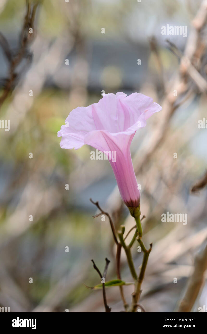 Morning glory (Ipomoea crassicaulis) Stock Photo