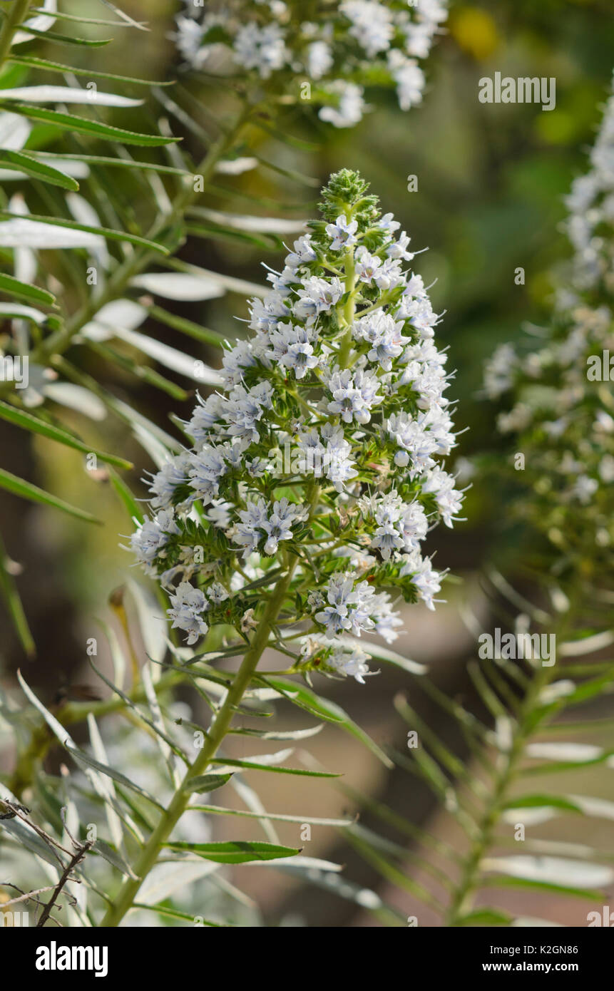 Viper's bugloss (Echium onosmifolium) Stock Photo
