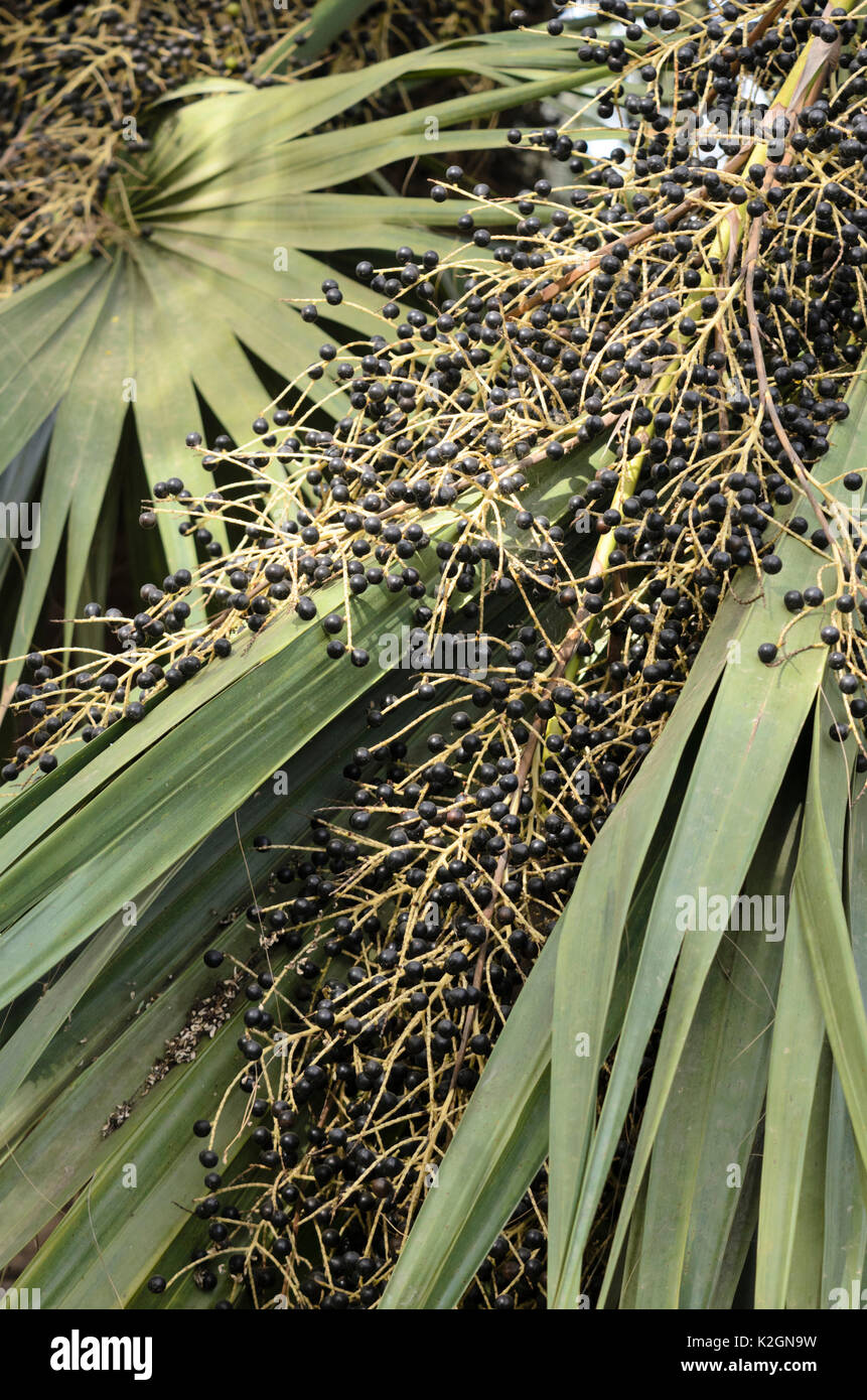 Sabal palm (Sabal palmetto) Stock Photo