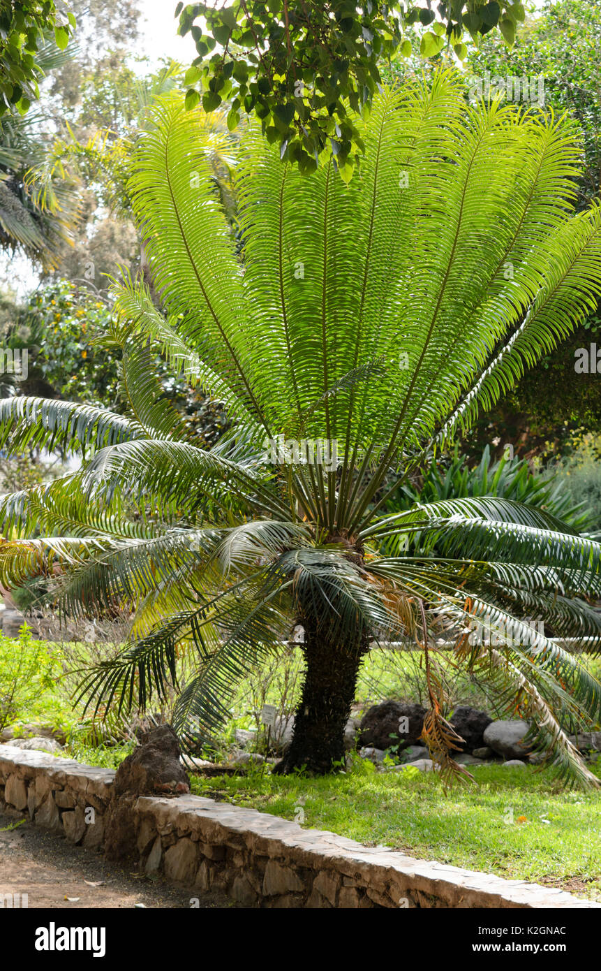 Queen sago palm (Cycas circinalis) Stock Photo