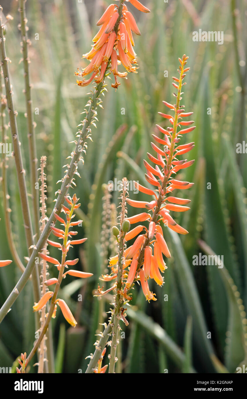 Aloe (Aloe vera syn. Aloe barbadensis) Stock Photo