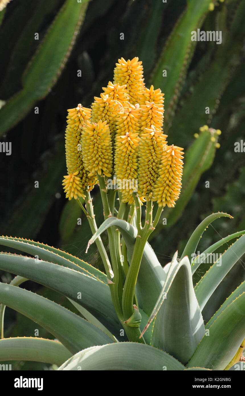 Cape aloe (Aloe ferox) Stock Photo