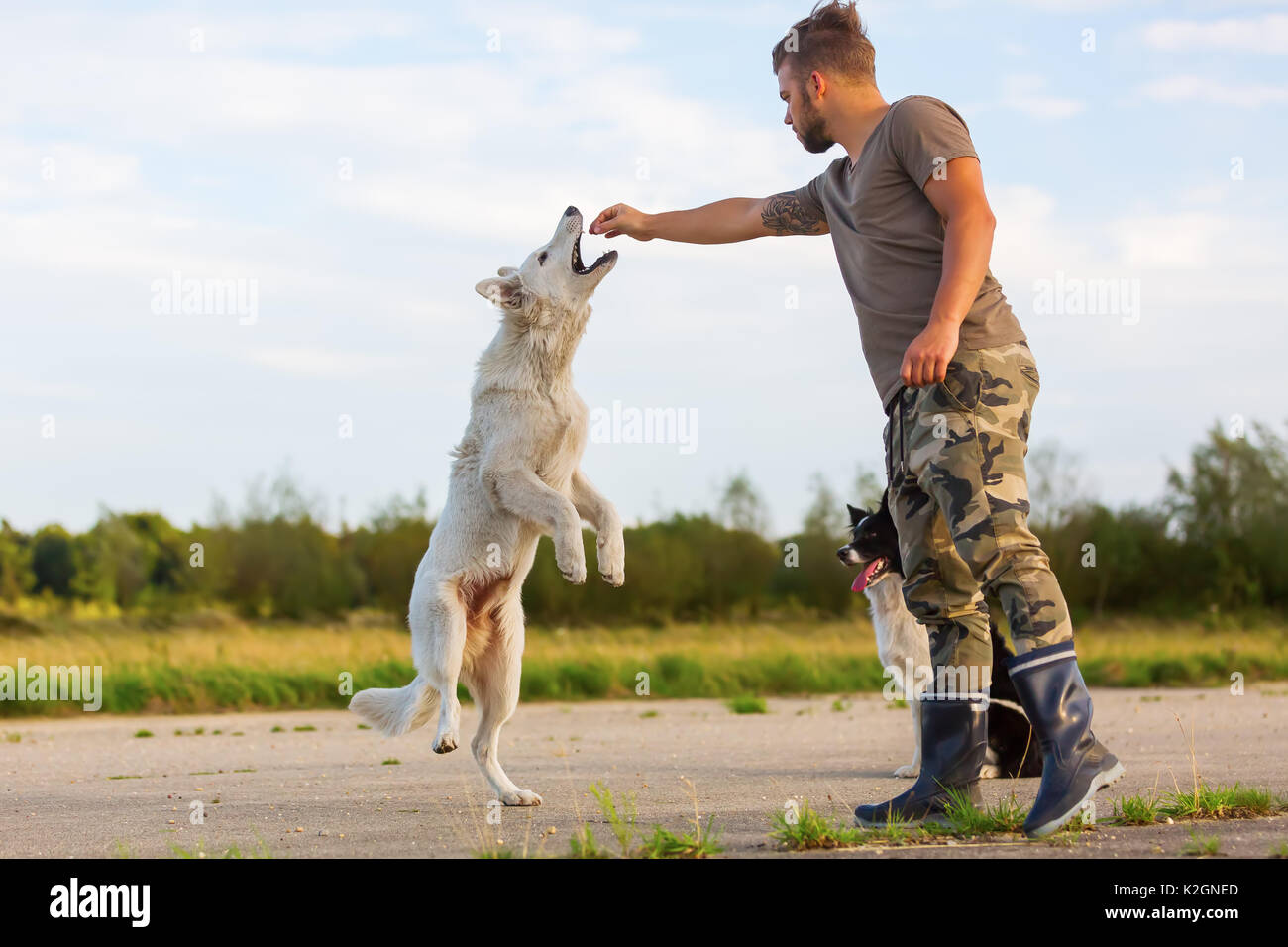 young man plays with a white German Shepherd and a border collie outdoors Stock Photo