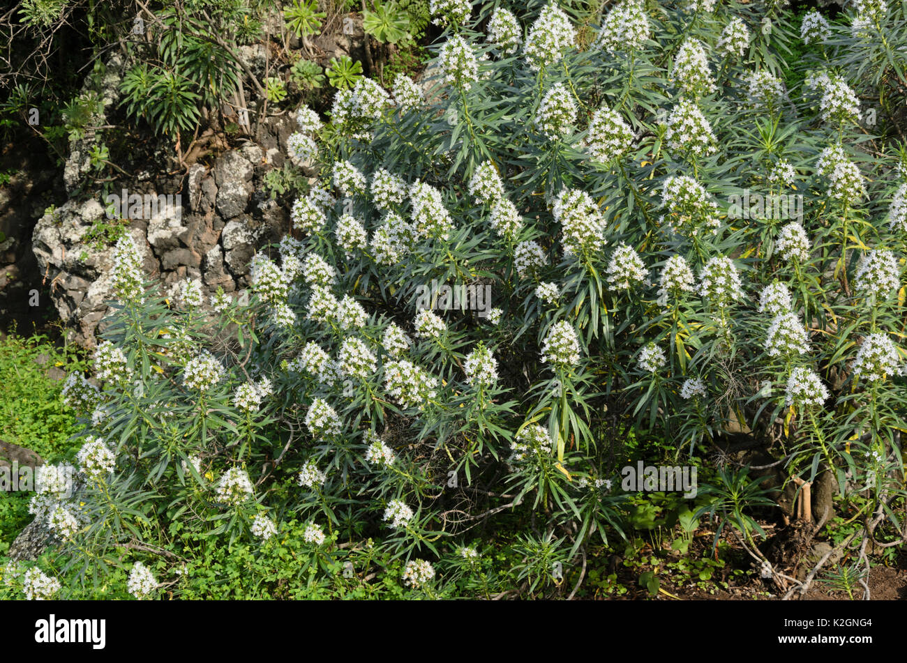 Viper's bugloss (Echium decaisnei) Stock Photo