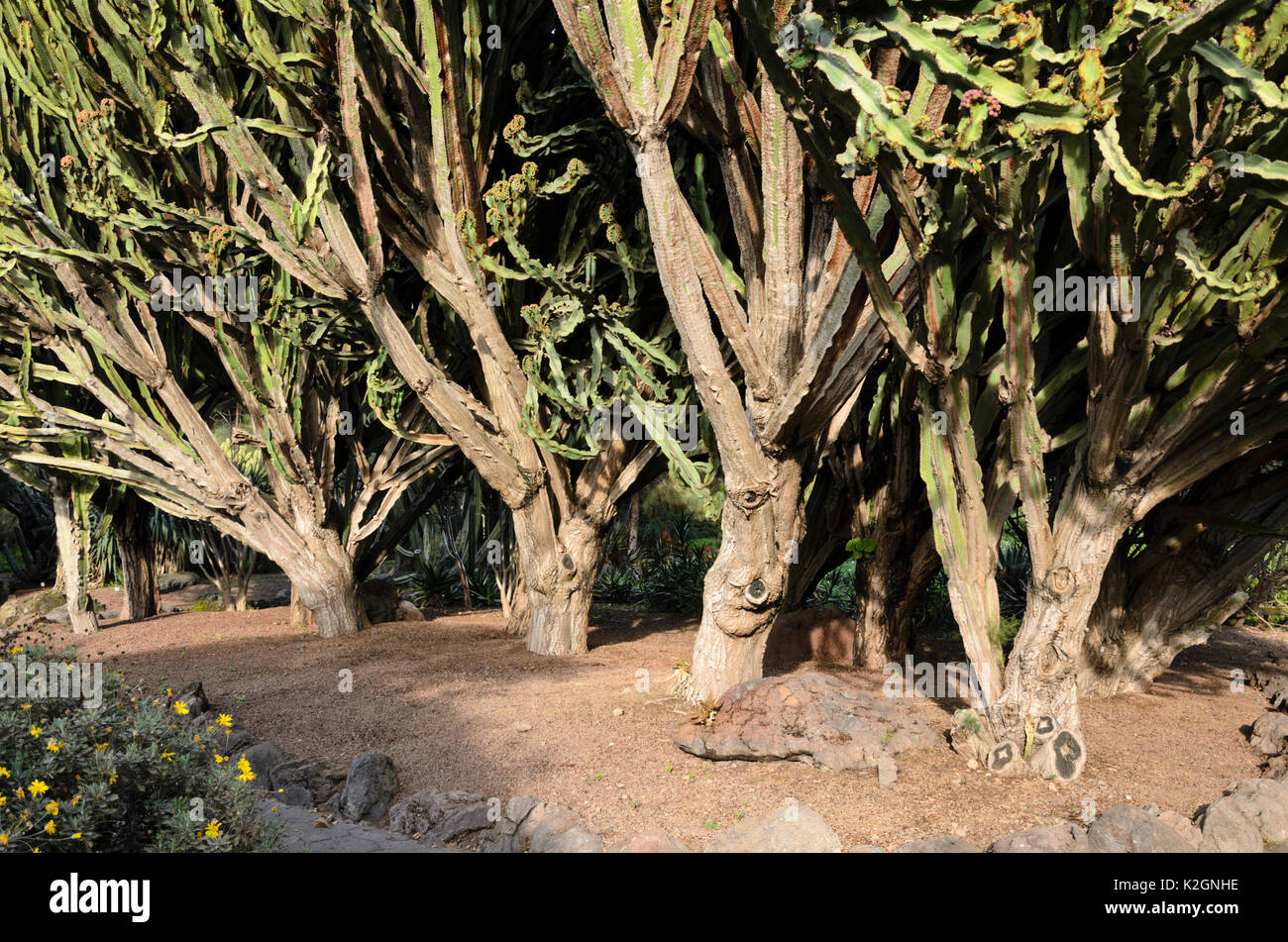 Candelabra tree (Euphorbia candelabrum) Stock Photo