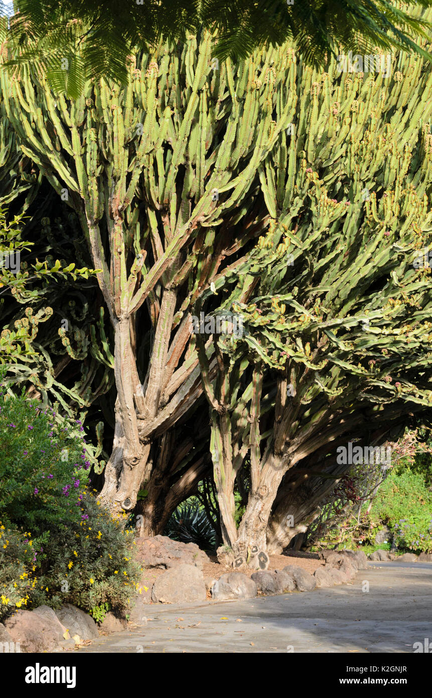 Candelabra tree (Euphorbia candelabrum) Stock Photo