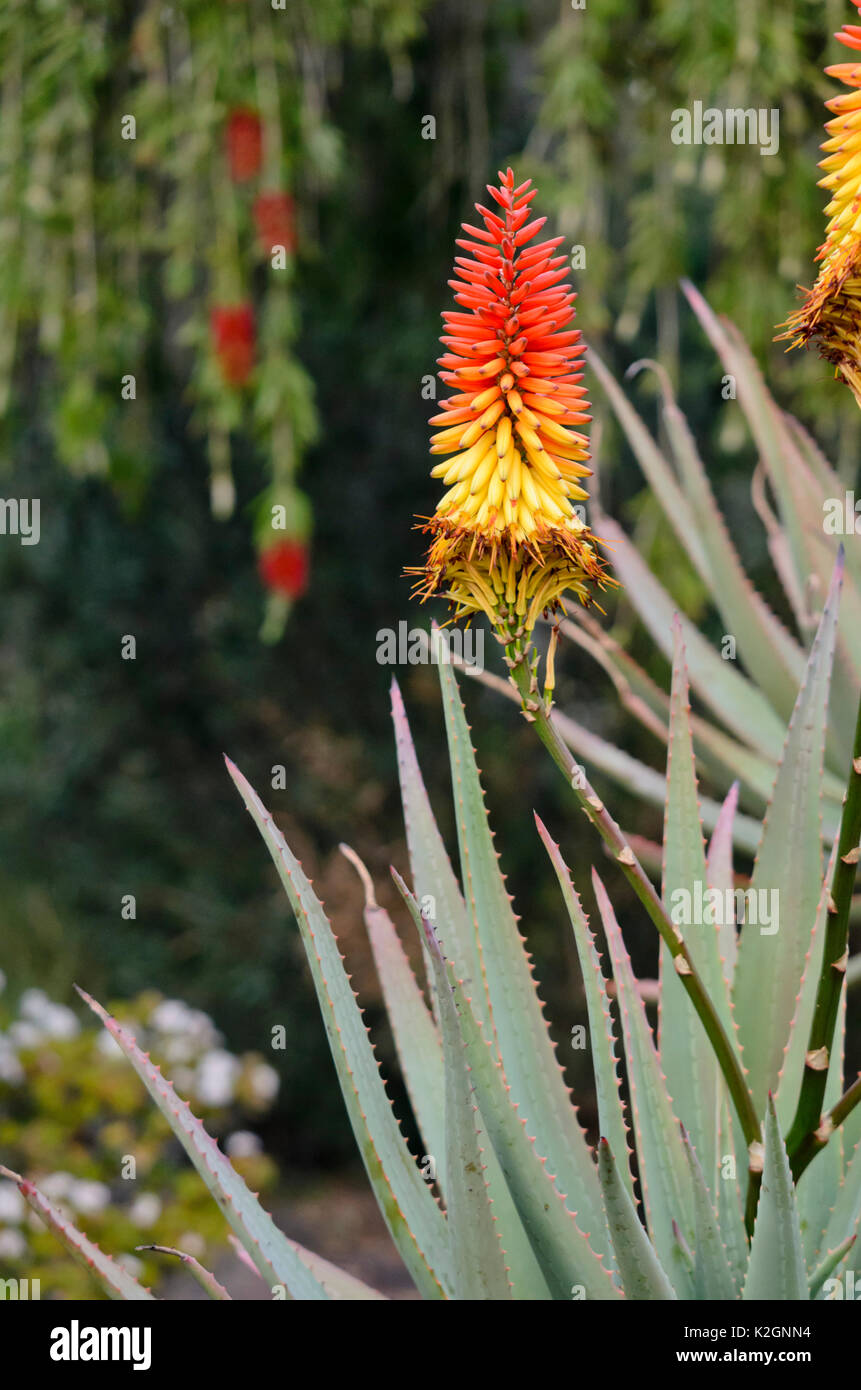 Aloe (Aloe mutabilis) Stock Photo
