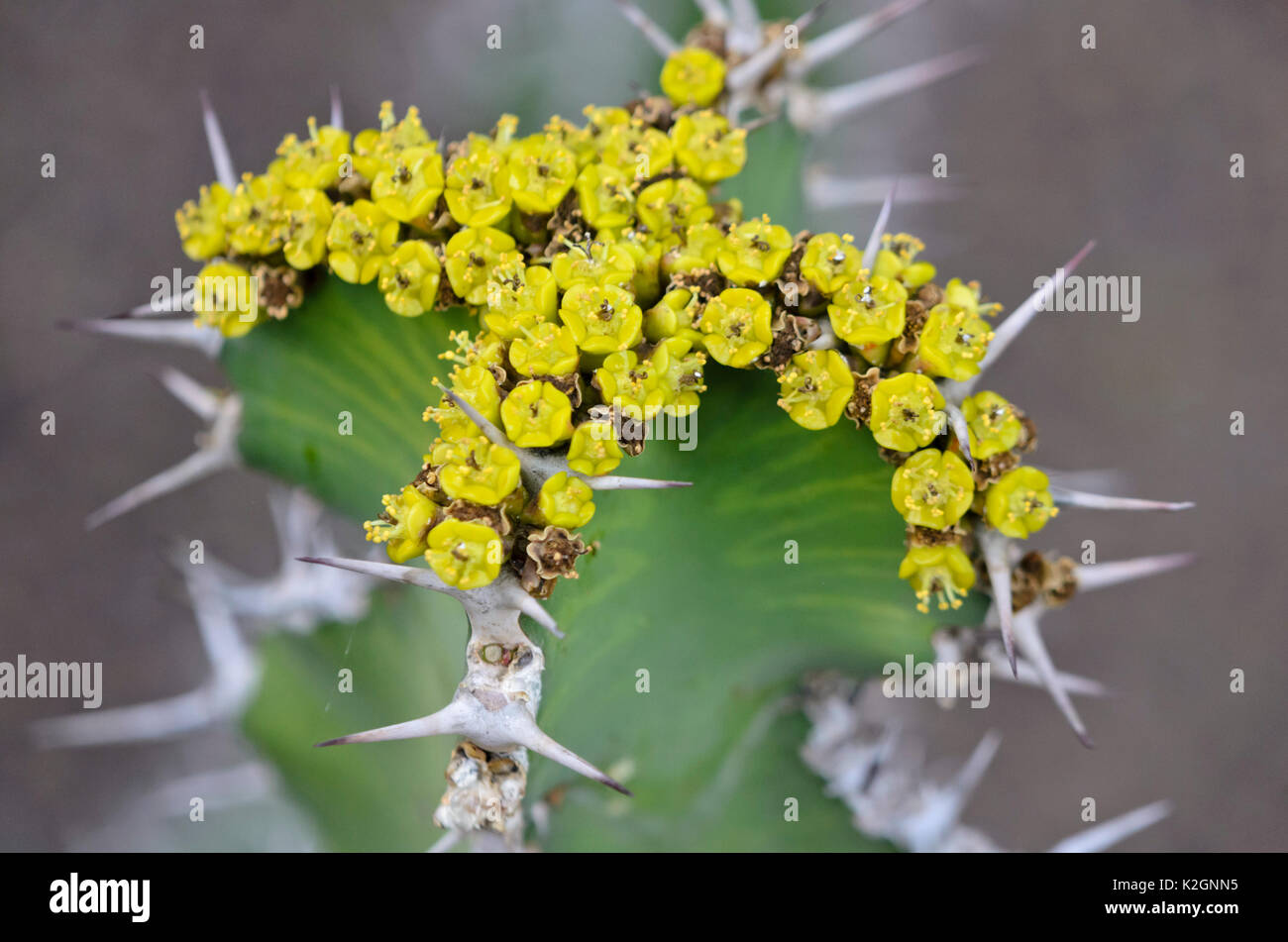 Spurge (Euphorbia cactus) Stock Photo