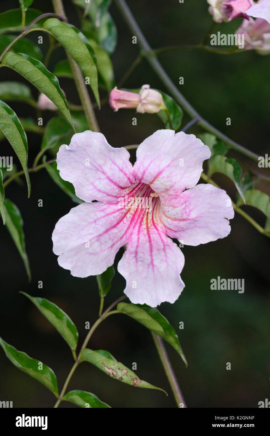 Pink trumpet vine (Podranea ricasoliana) Stock Photo