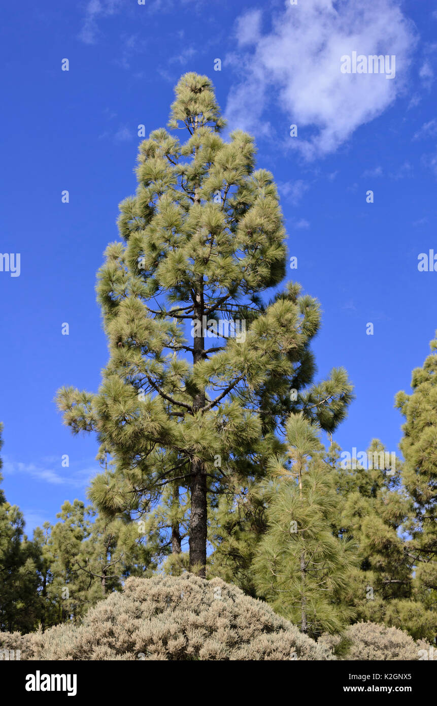 Canary Island pine (Pinus canariensis), Gran Canaria, Spain Stock Photo
