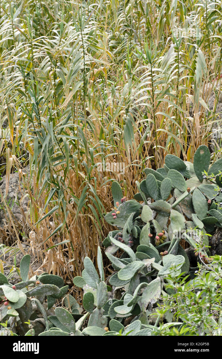 Prickly pear (Opuntia ficus-indica), Gran Canaria, Spain Stock Photo