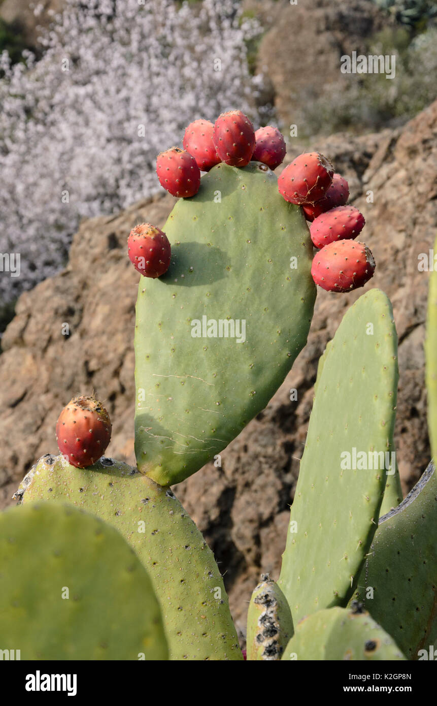 Prickly pear (Opuntia ficus-indica) Stock Photo