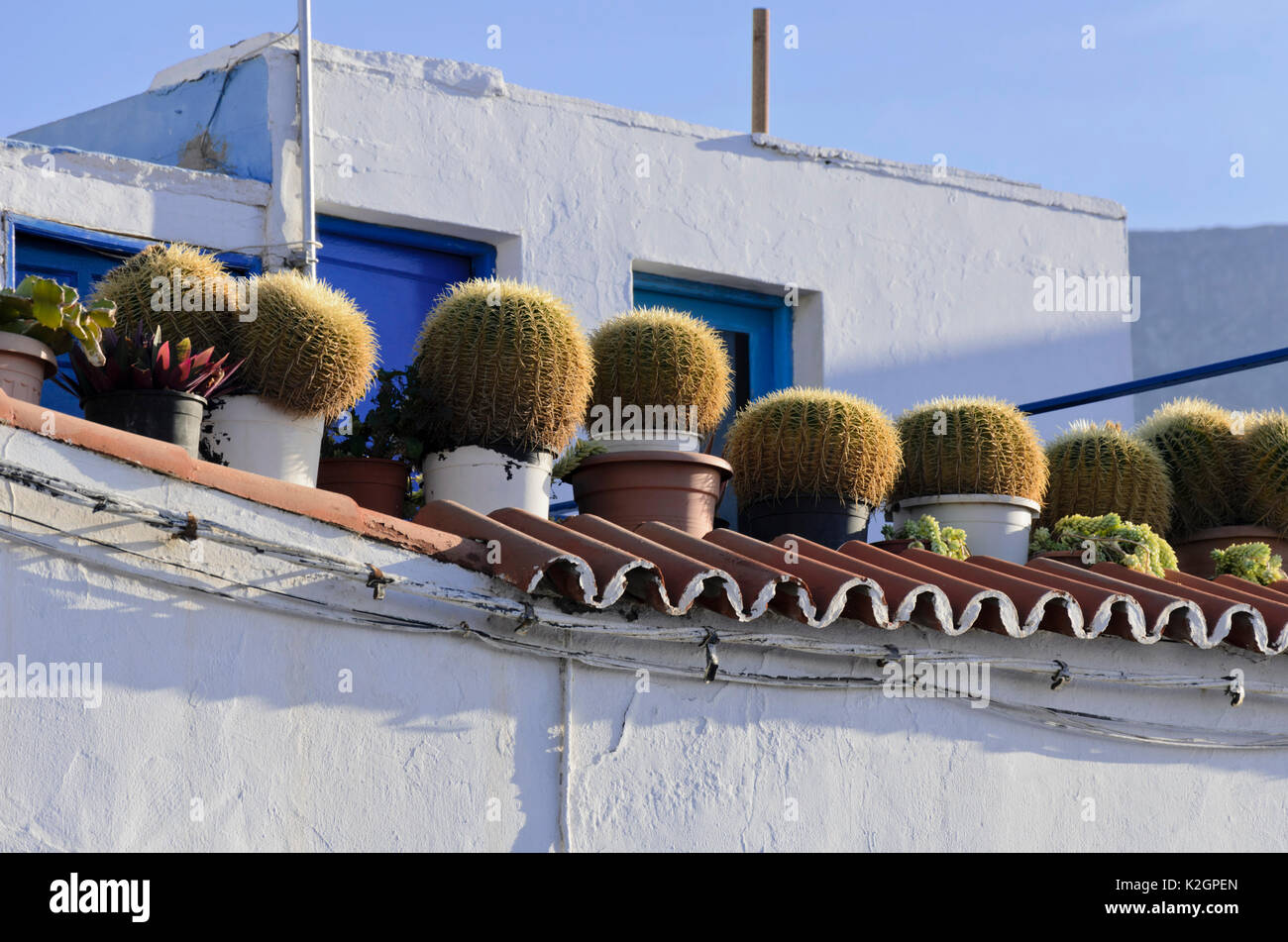 Golden barrel cacti (Echinocactus grusonii) in a roof garden,, Puerto de las Nieves, Gran Canaria, Spain Stock Photo