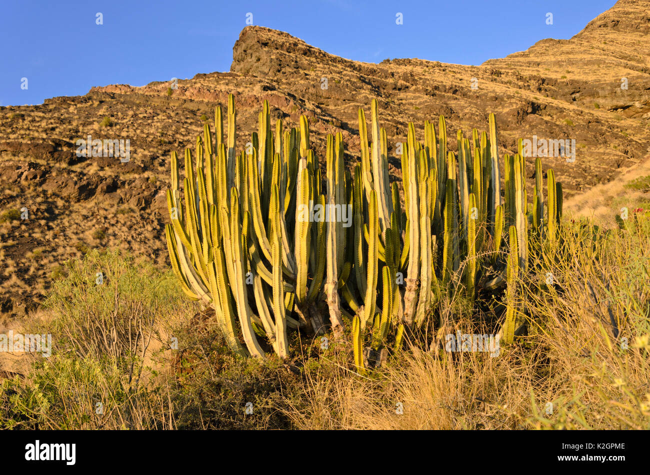 Canary Island spurge (Euphorbia canariensis), Gran Canaria, Spain Stock Photo