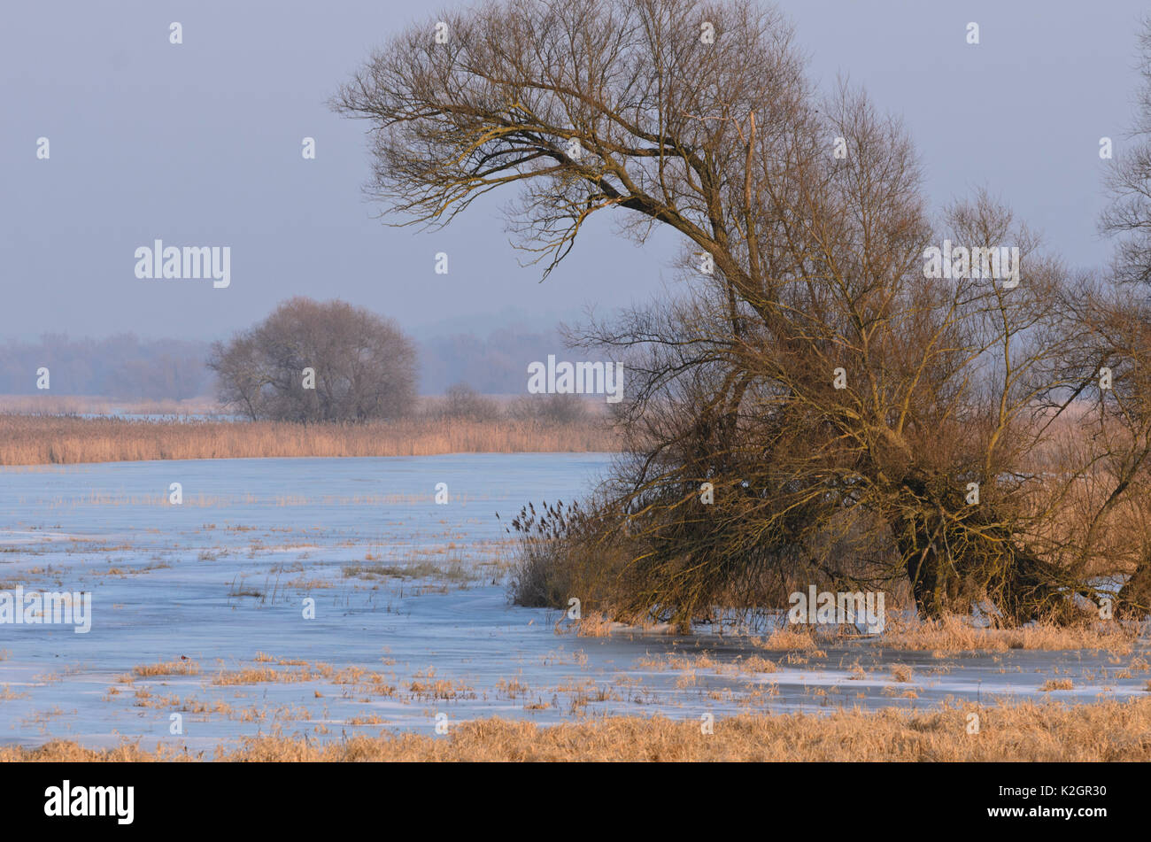 Tree on a flooded and frozen polder meadow, Lower Oder Valley National Park, Germany Stock Photo