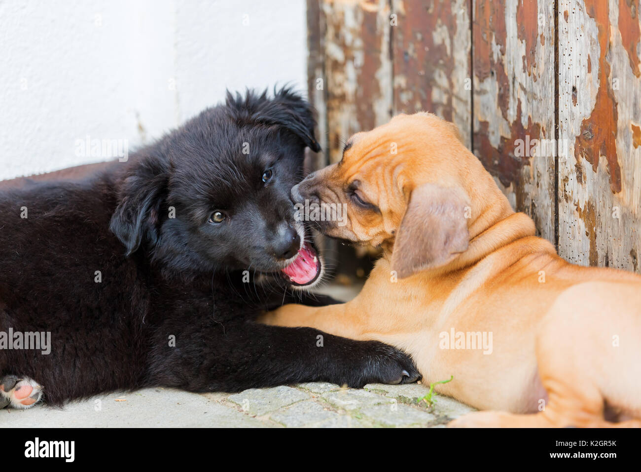 cute Rhodesian Ridgeback and Australian Shepherd puppies are playing ...