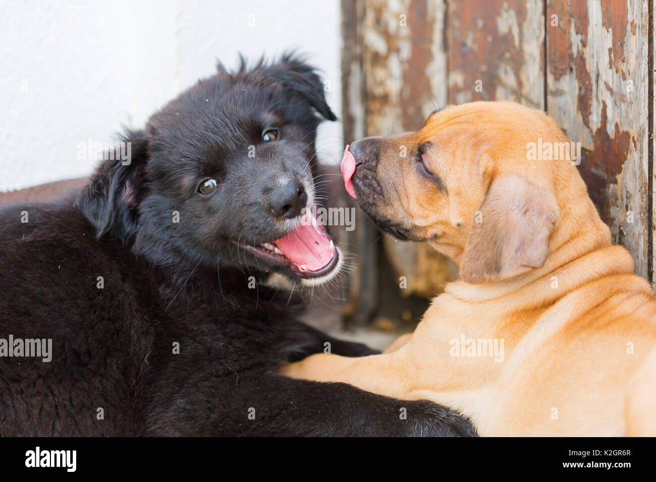 Ridgeback australian cheap
