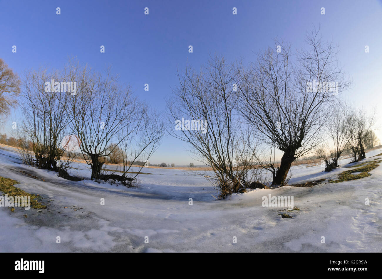Trees on a flooded and frozen polder meadow, Lower Oder Valley National Park, Germany Stock Photo