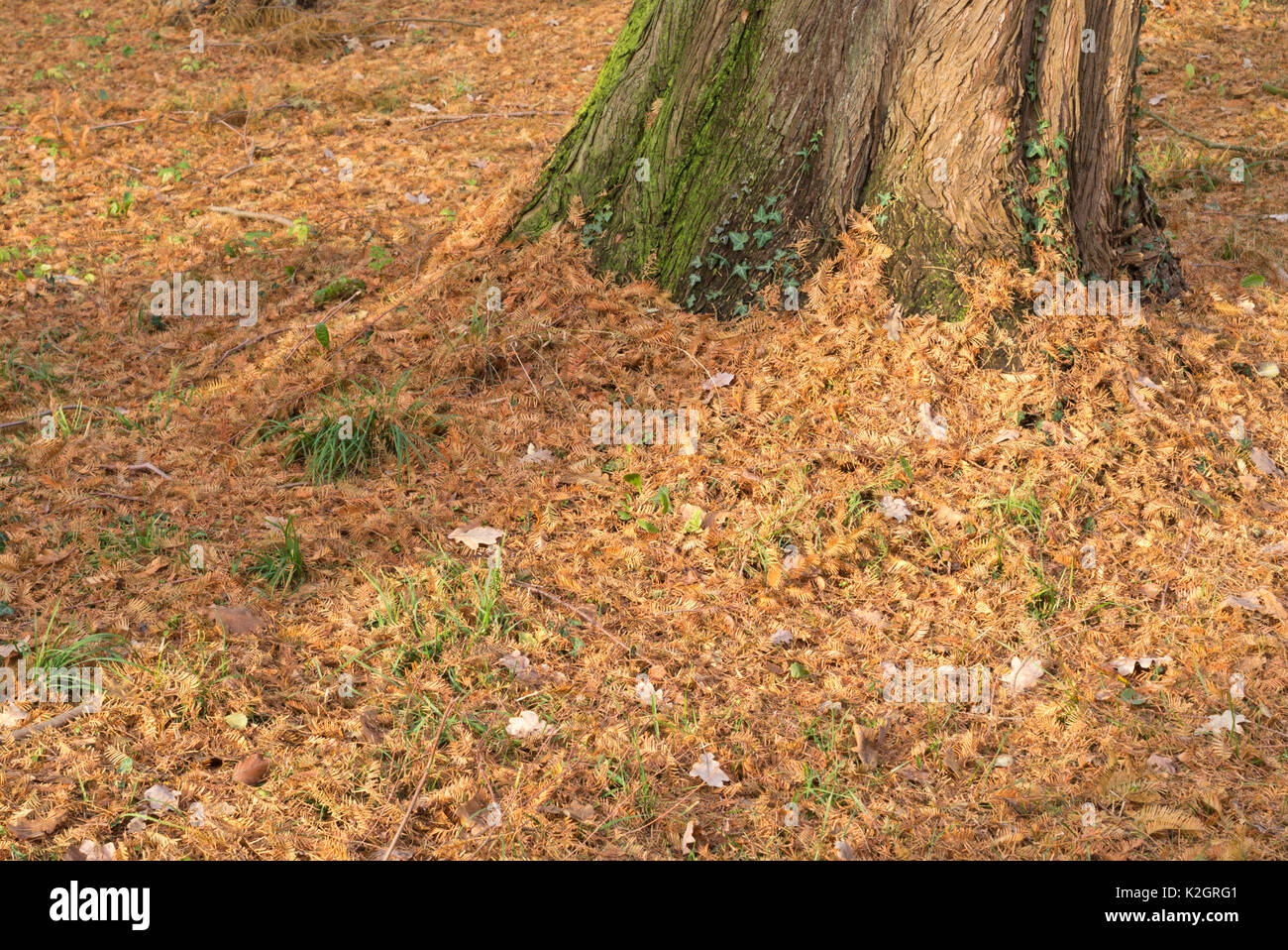 Dawn redwood (Metasequoia glyptostroboides) Stock Photo