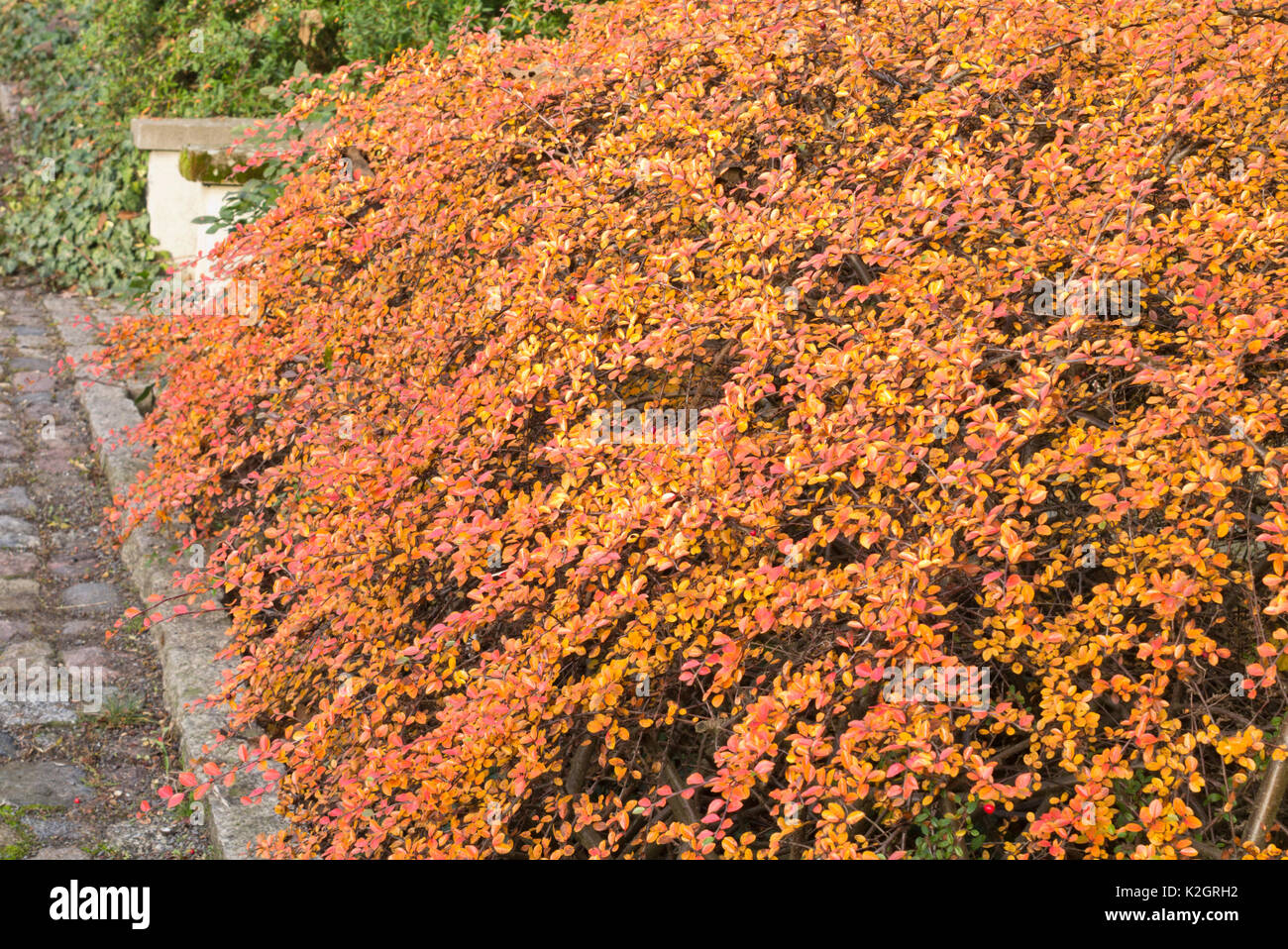 Diels cotoneaster (Cotoneaster dielsianus) Stock Photo