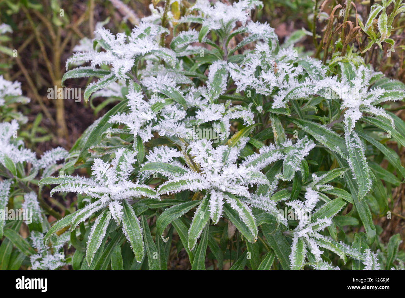 Aegean wallflower (Erysimum cheiri) with hoar frost Stock Photo