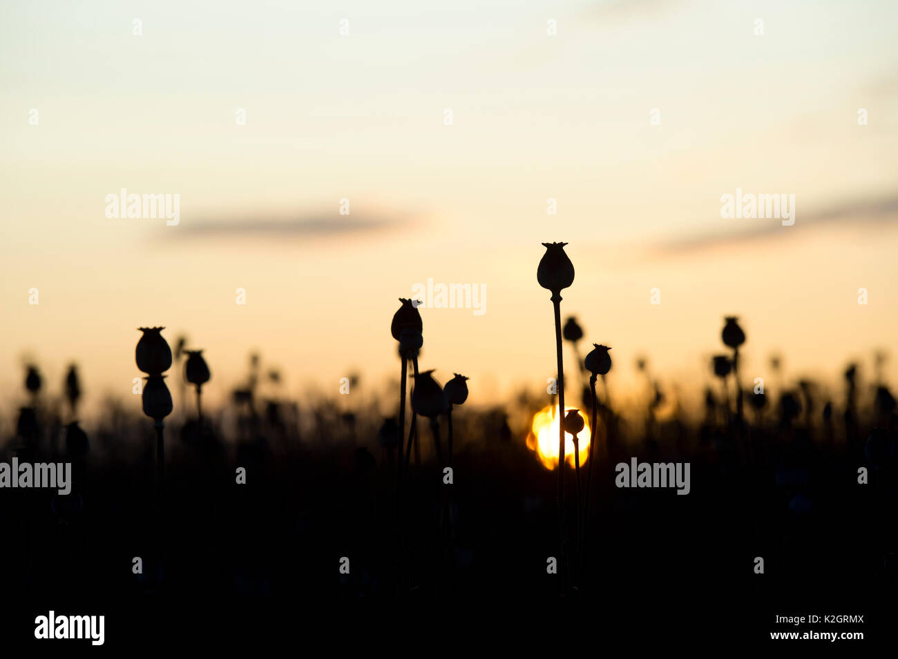Poppy seedpod capsules at sunrise in a field in the english countryside. Silhouette. Oxfordshire, UK Stock Photo