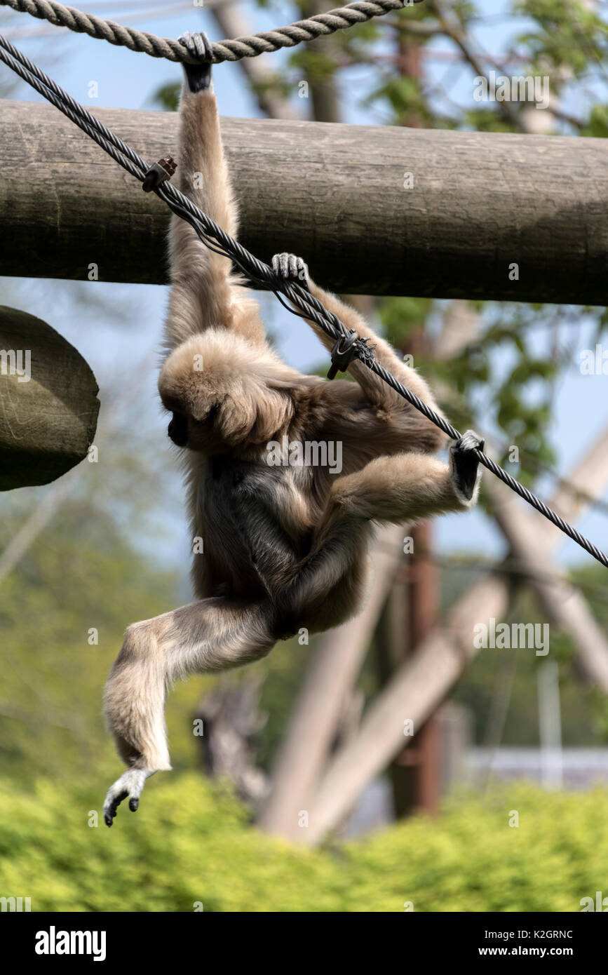 Jersey channel islands zoo hires stock photography and images Alamy