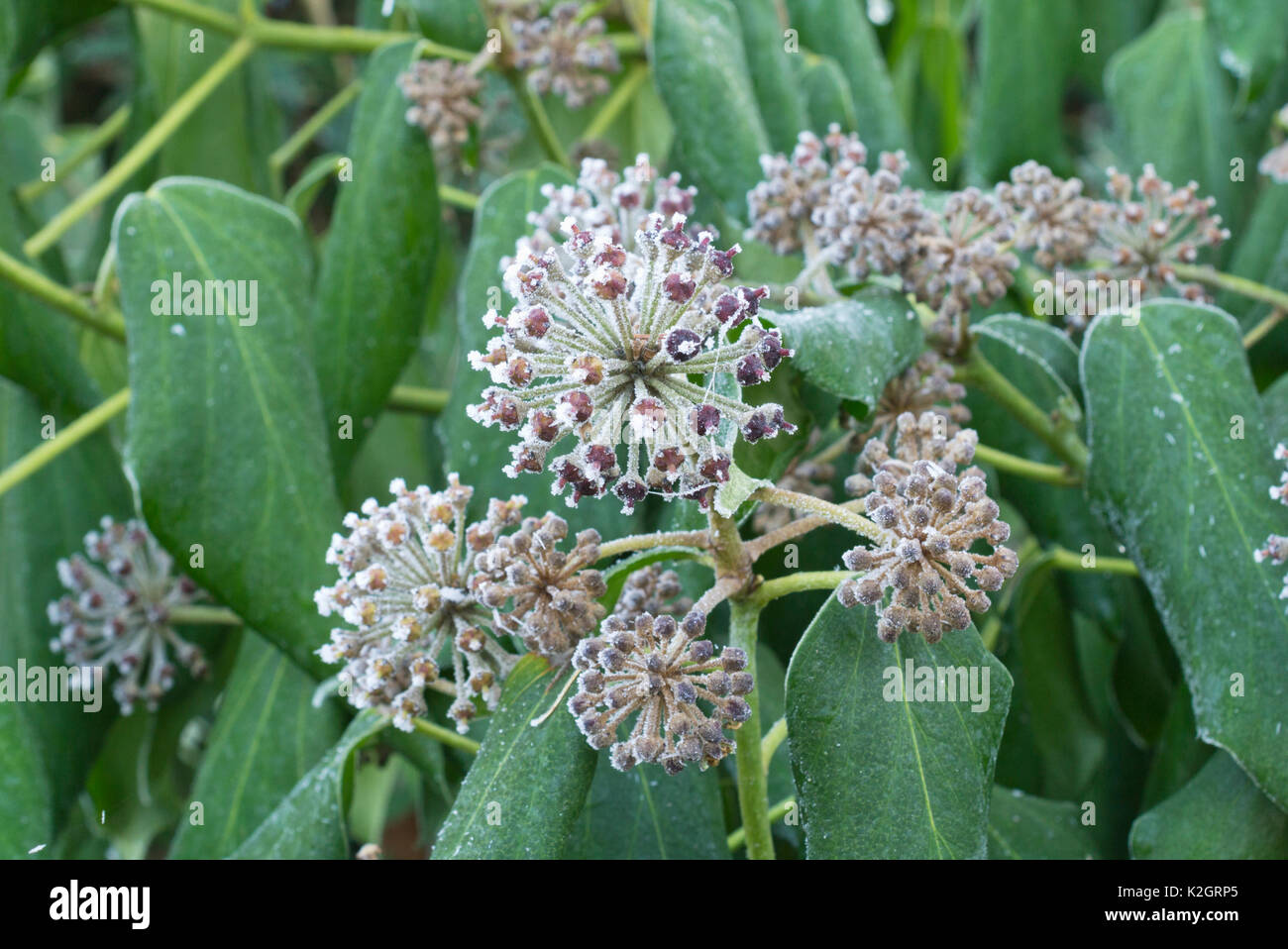 Common ivy (Hedera helix) with hoar frost Stock Photo