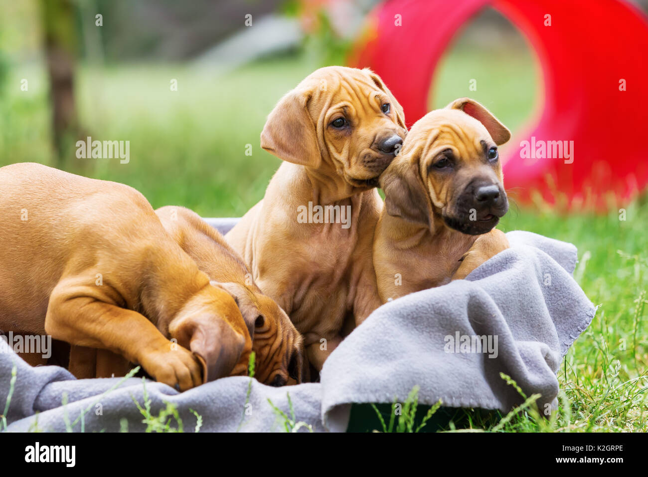 Four puppies basket hi-res stock photography and images - Alamy
