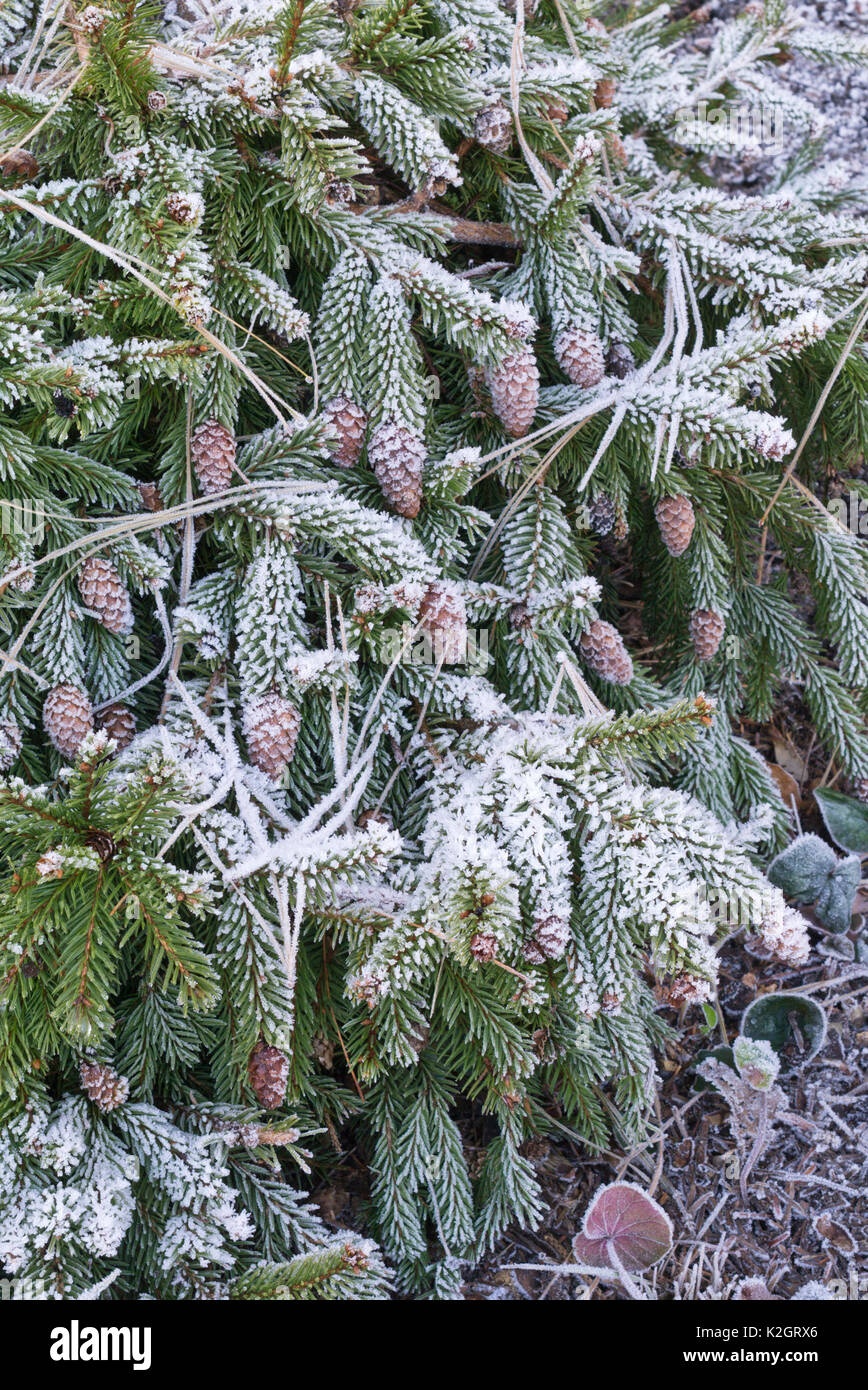 Dwarf common spruce (Picea abies 'Acrocona Nana') with hoar frost Stock Photo