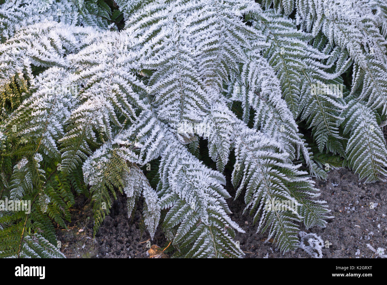 Hard shield fern (Polystichum aculeatum) with hoar frost Stock Photo