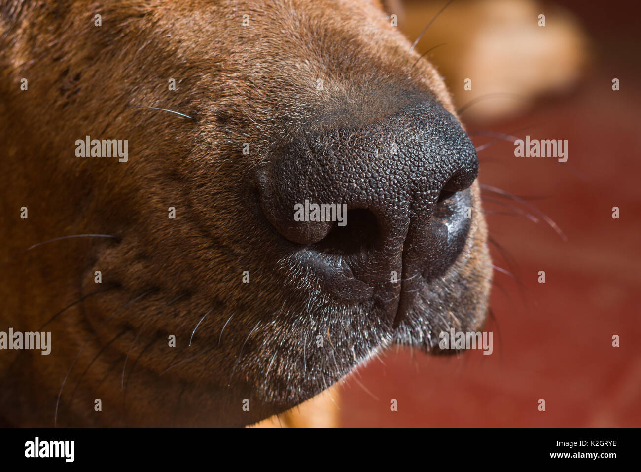 Close up of a dogs nose Stock Photo
