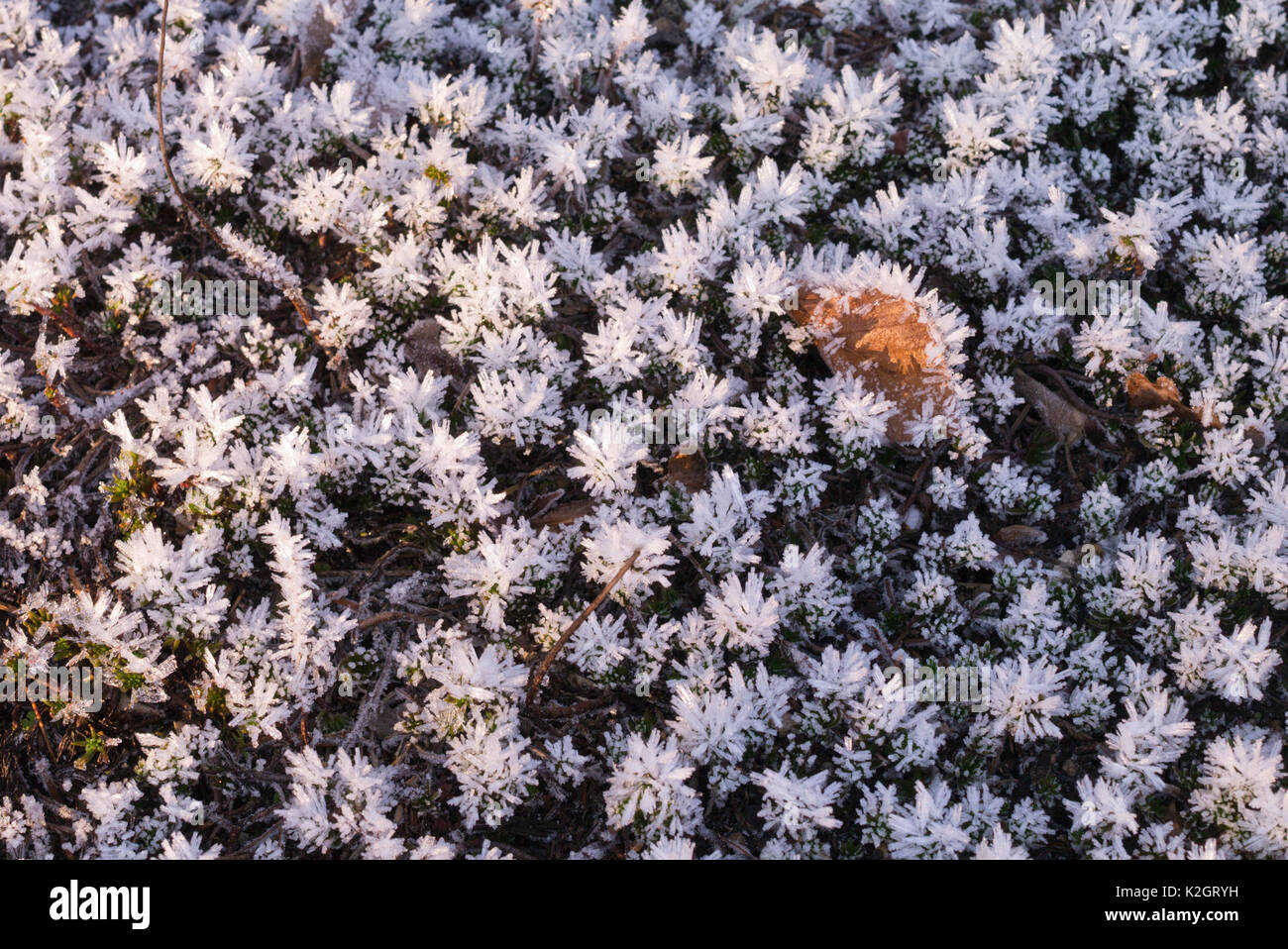 Reflexed stonecrop (Sedum rupestre syn. Sedum reflexum) with hoar frost Stock Photo