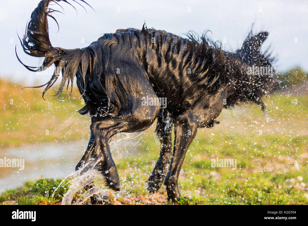 Dog Backside High Resolution Stock Photography and Images - Alamy