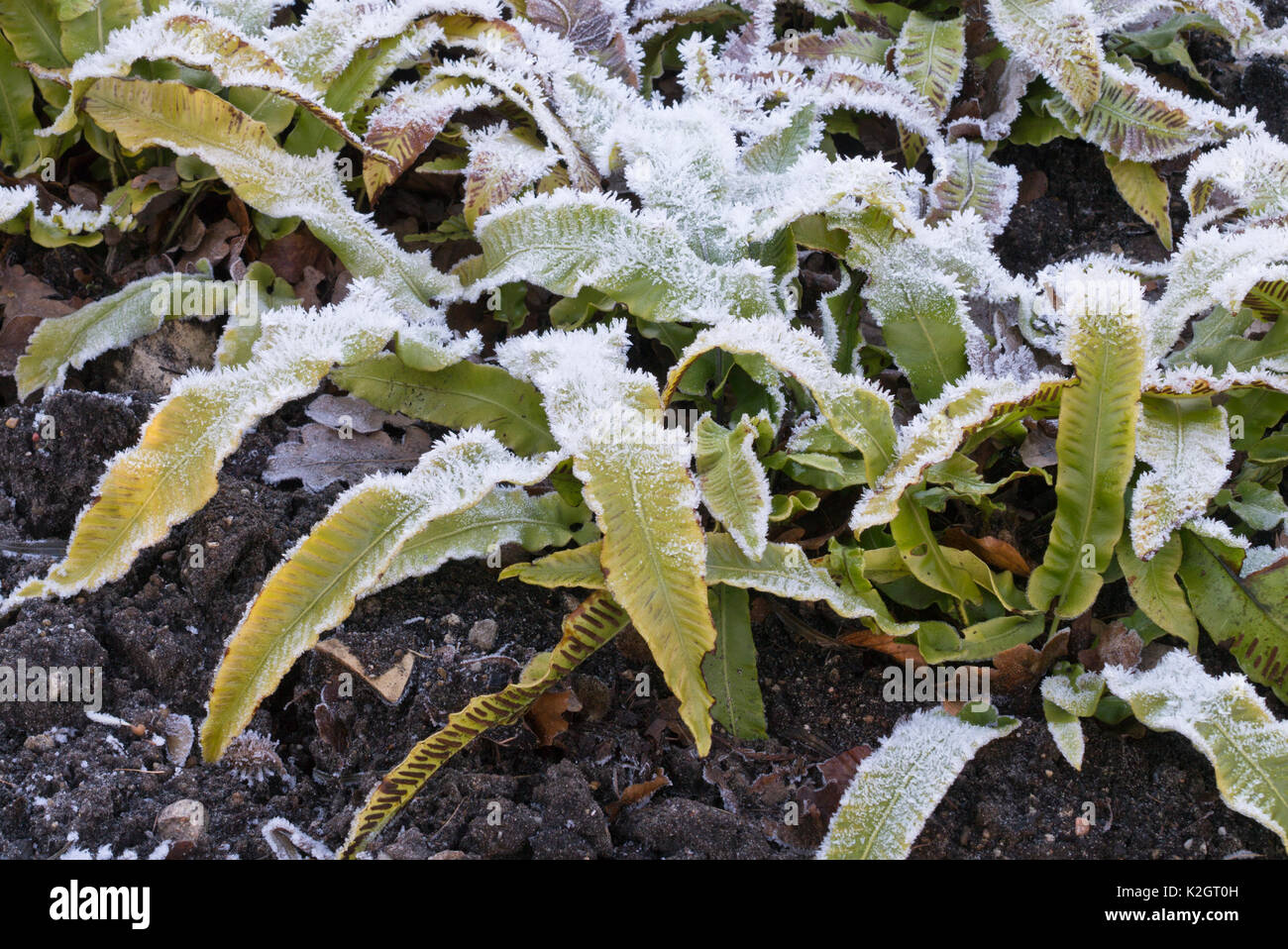 Hart's tongue fern (Asplenium scolopendrium syn. Phyllitis scolopendrium) with hoar frost Stock Photo