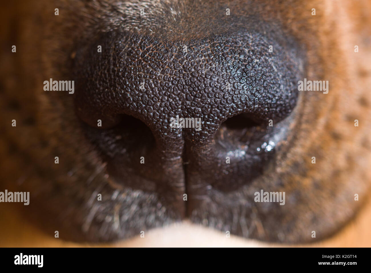 Dog nose close up Stock Photo