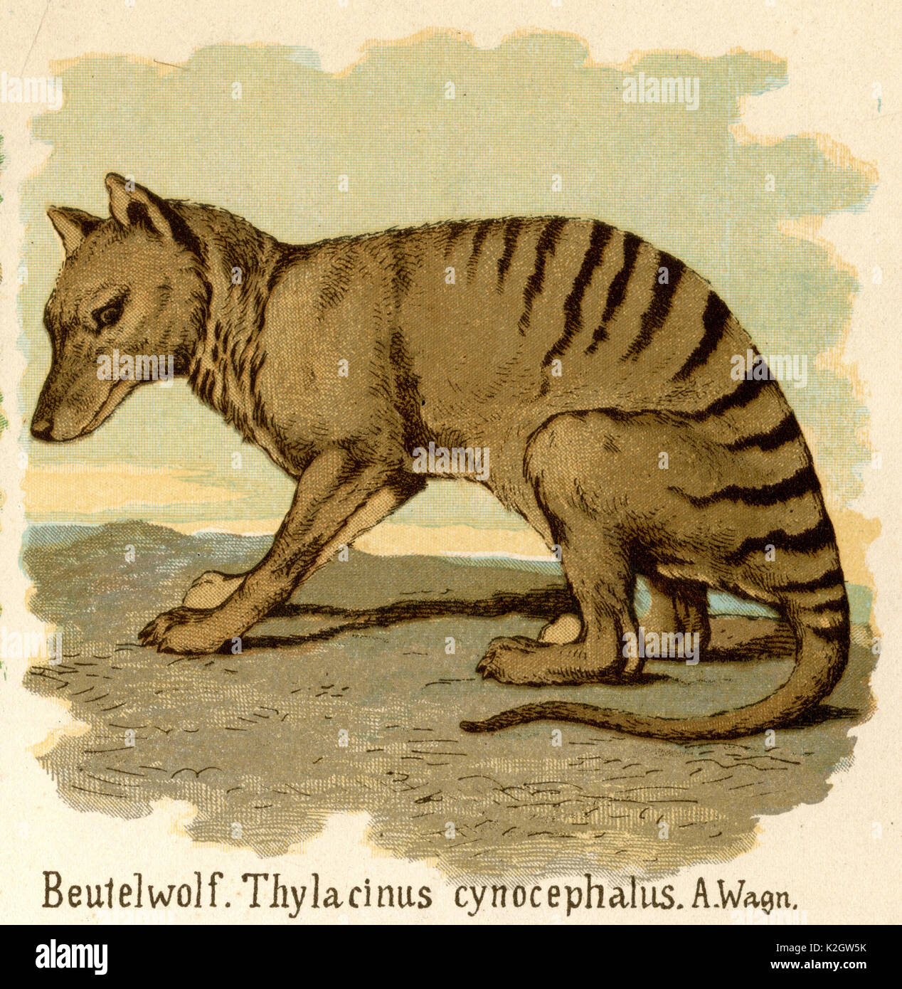 thylacine Stock Photo