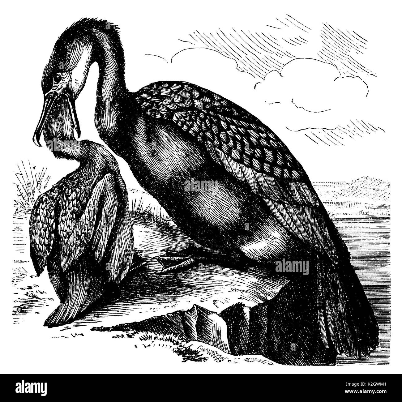 Cormorant feeding a young bird Stock Photo Alamy