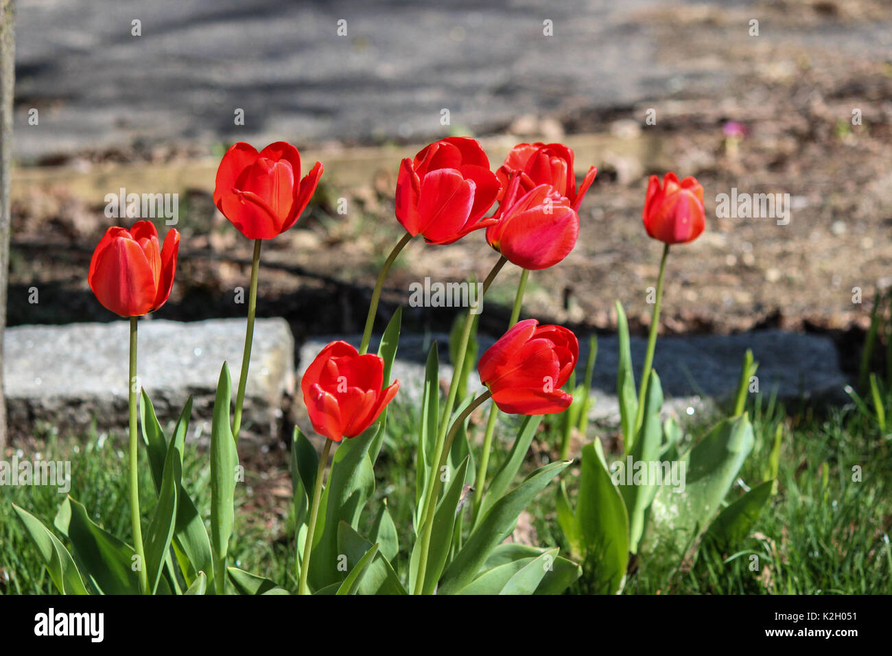 Red Tulips in Bloom Blurred Background Stock Photo