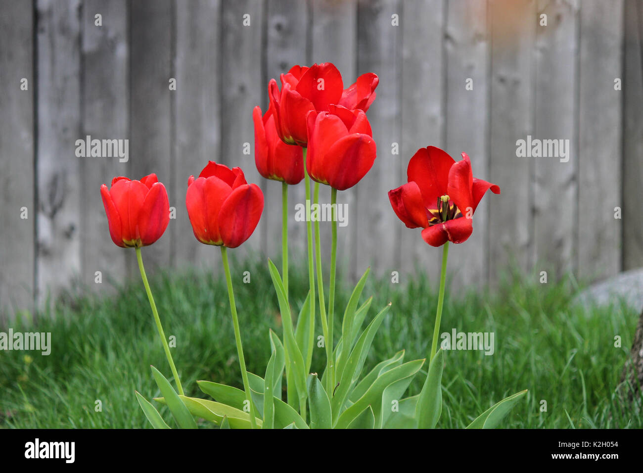 Red Tulips in Bloom Blurred Background Stock Photo