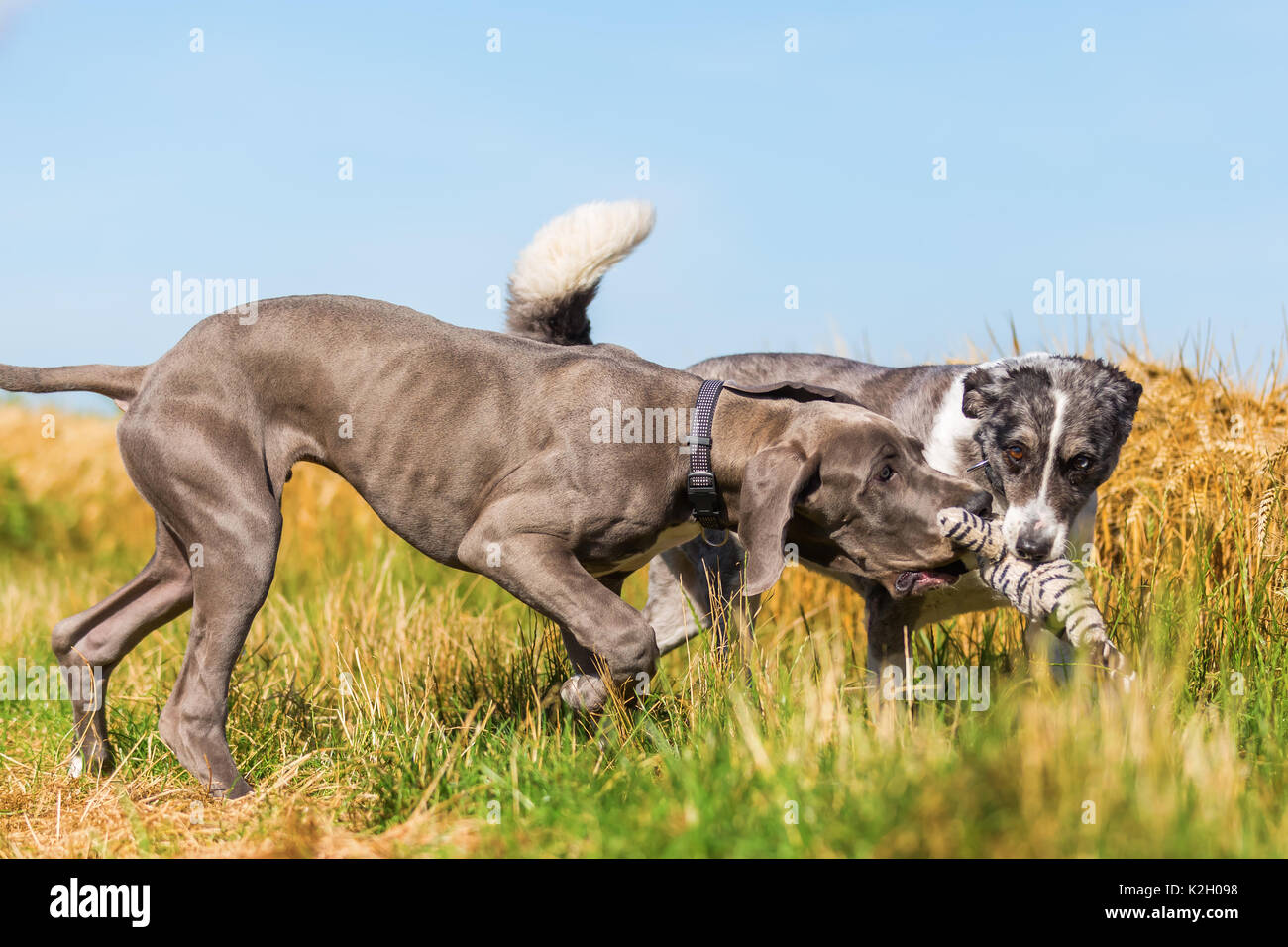 australian shepherd great dane