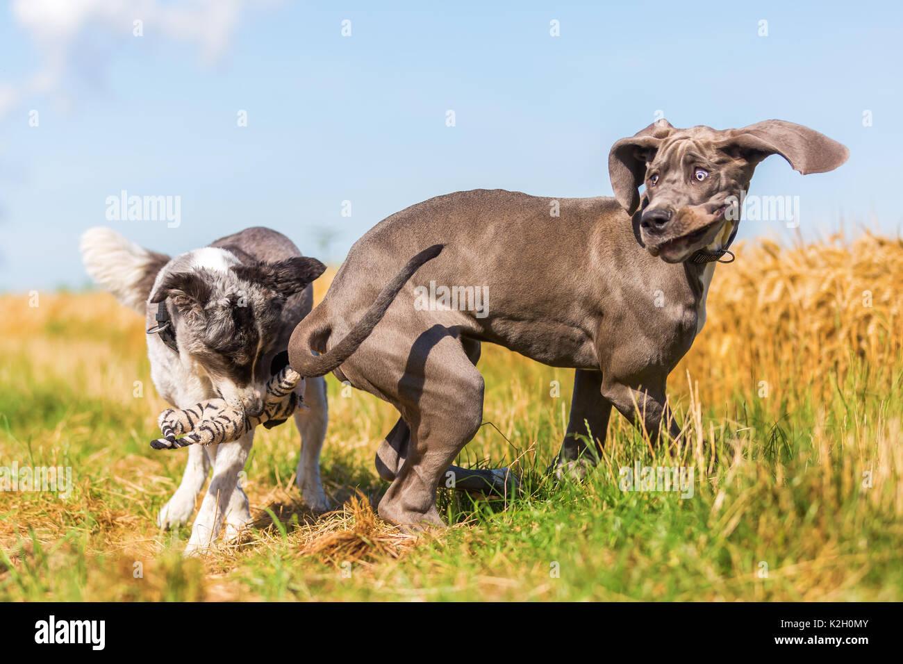australian shepherd great dane