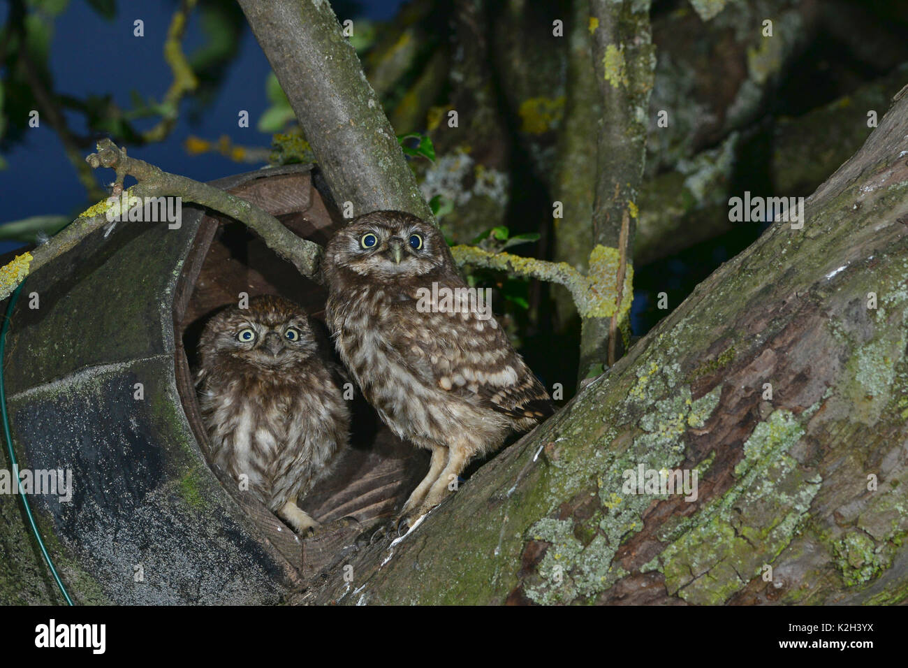Little Owl (Athene noctua). two chicks just unfledged, climbing around the treetop of an Appletree nearby theier nesting box Stock Photo